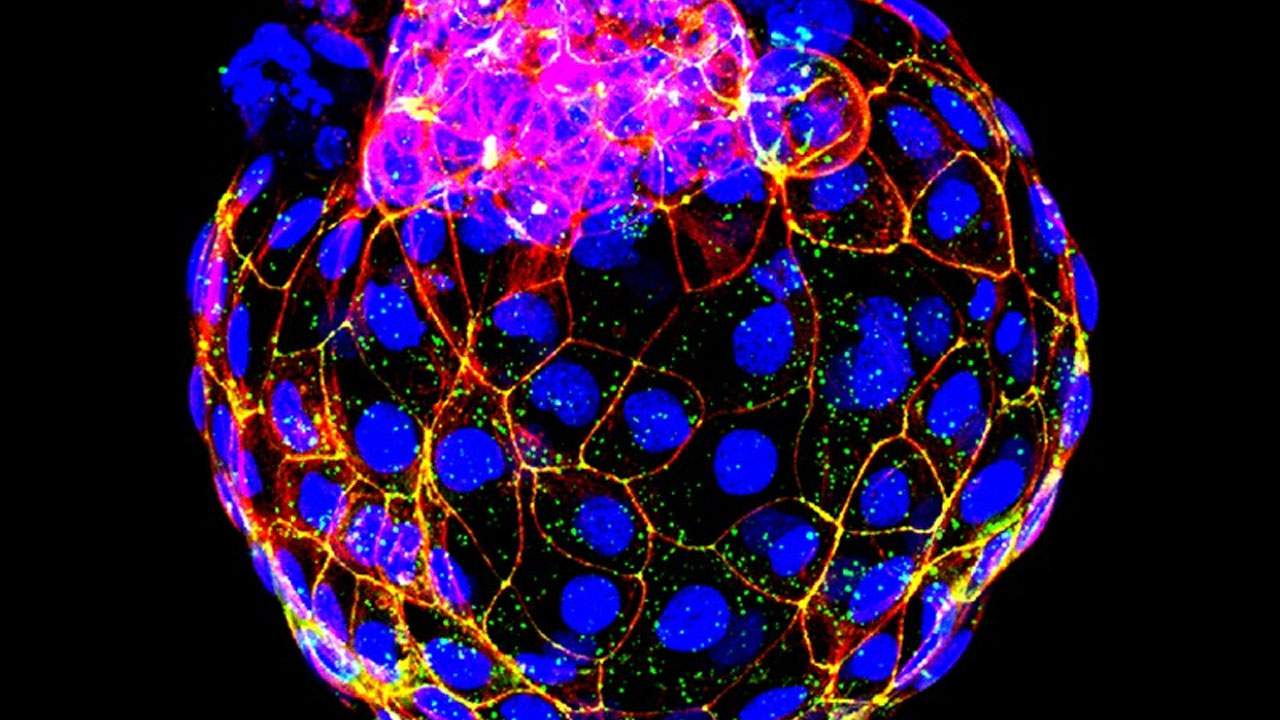 Komórki macierzyste pomogą w badaniu embrionów