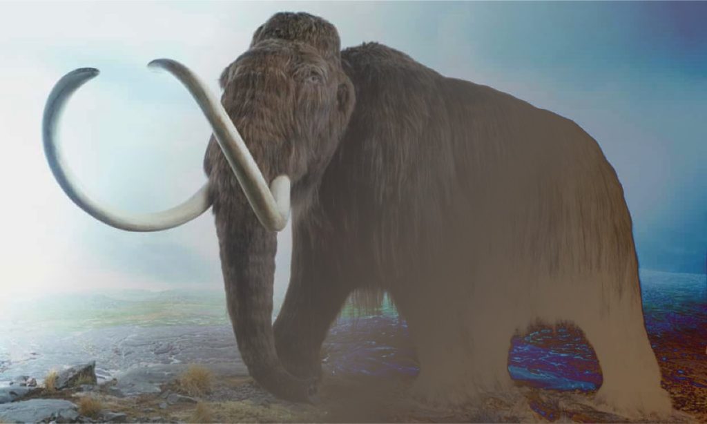 Człowiek nie wybił mamutów